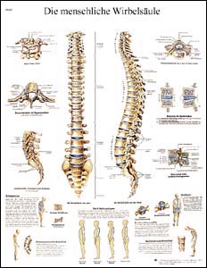 Produktbild von Sport-Tec Wirbelsäulen-Lehrtafel | 100x70 Cm | Anatomisch Genau | Laminiert & Reißfest | Mit Aufhängevorrichtung | Für Medizinunterricht & Physiotherapie
