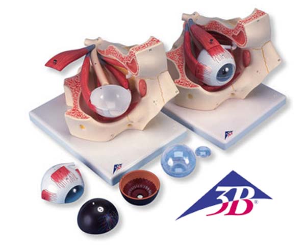 Auge in Augenh�hle, 3-fache Gr��e, 7-teilig