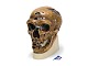 Sch�delreplikat Homo neanderthalensis
