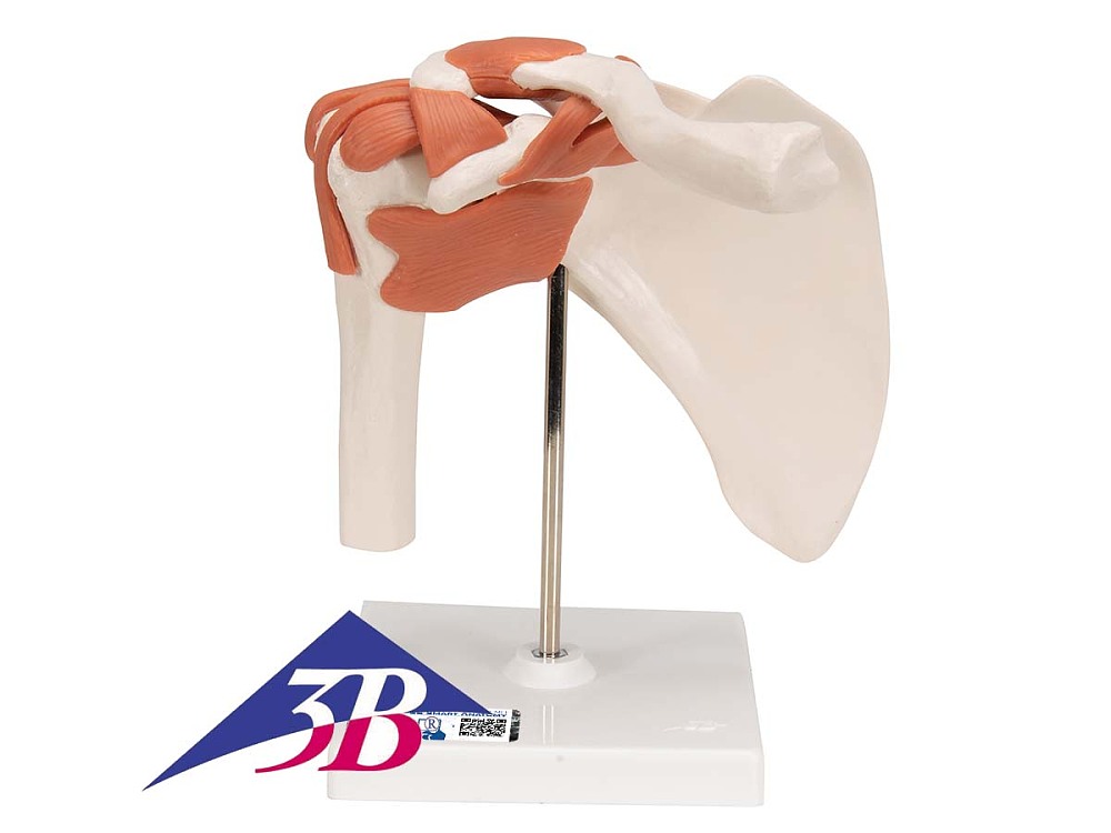 Funktionales Schultergelenkmodell