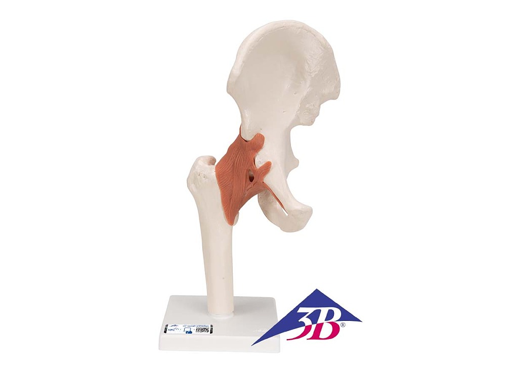 Funktionales H�ftgelenkmodell