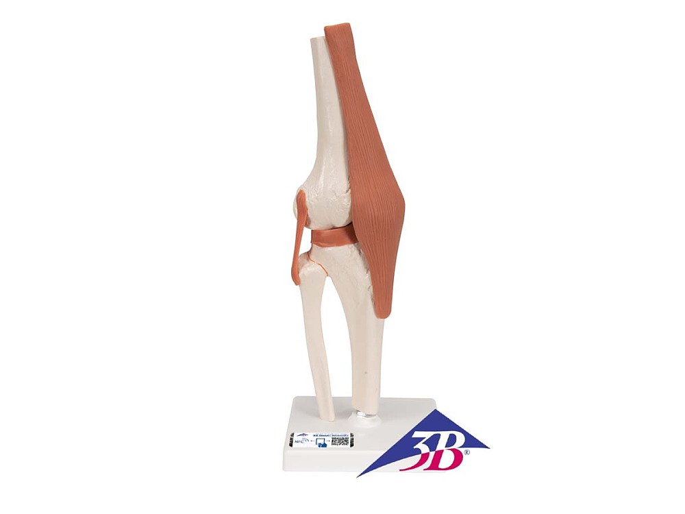 Funktionales Kniegelenkmodell