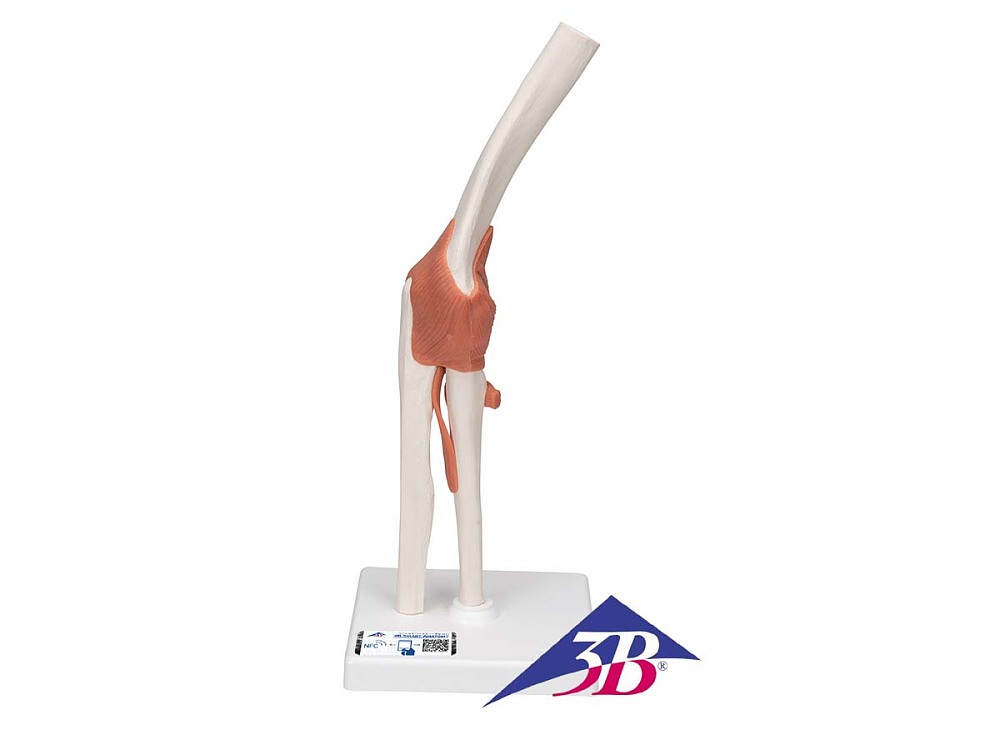 Funktionales Ellenbogengelenkmodell