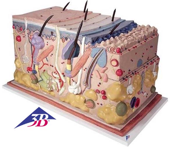 Haut, Blockmodell, 70-fache Gr��e