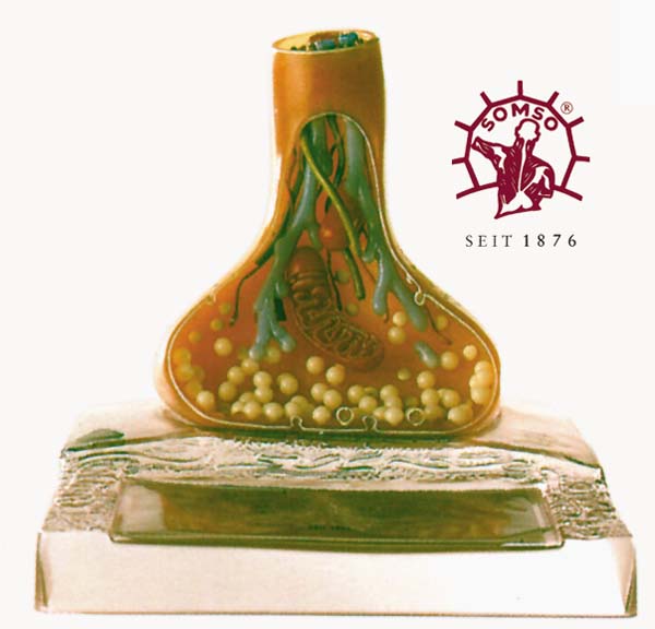 Modell einer Synapse