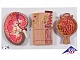 Modell Serie mit Nierenschnitt, Nephron, Blutgef��en & Nierenk�rperchen