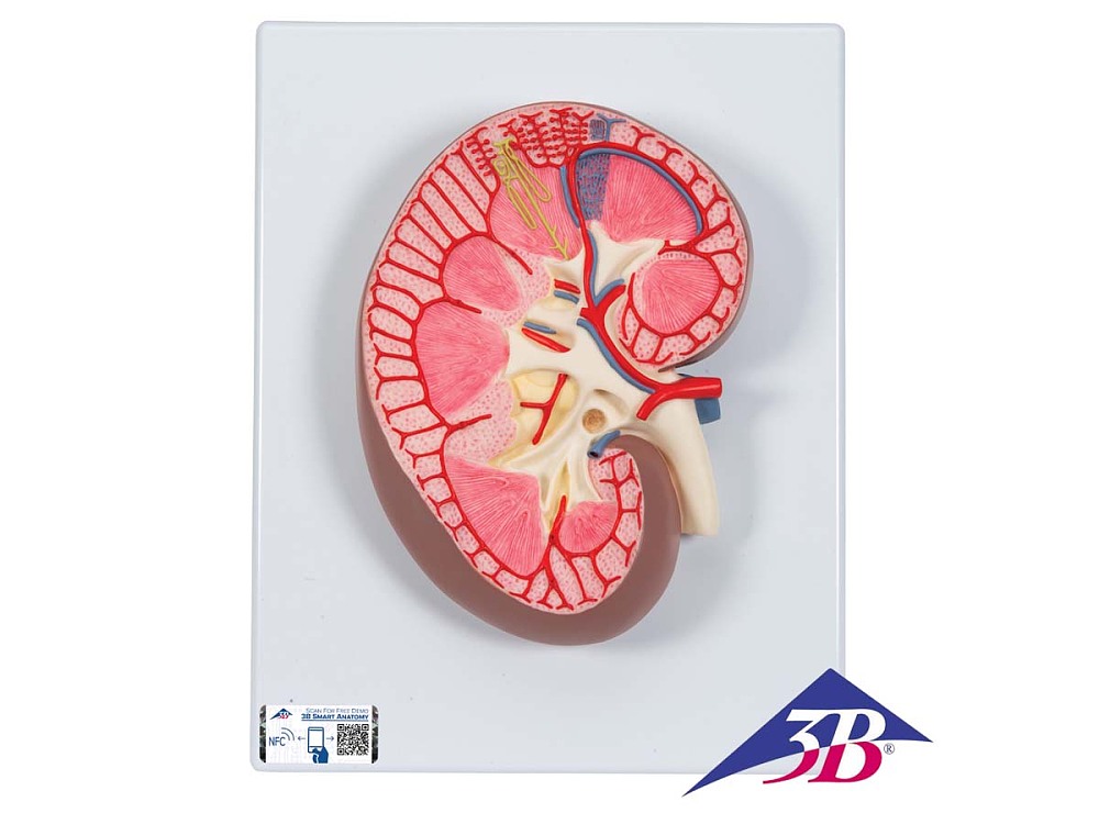 Nierenschnitt Modell, 3-fache Gr��e