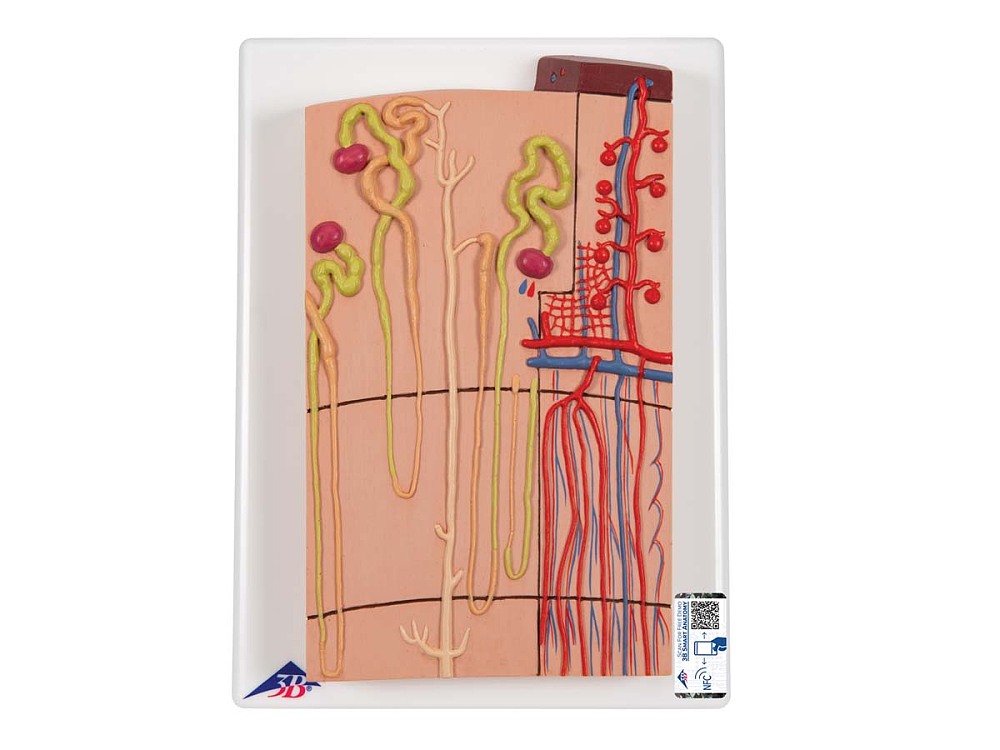 Nephron Modell mit Blutgef��en, 120-fache Gr��e