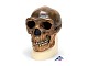 Sch�delreplikat Homo erectus pekinensis