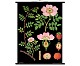 Lehrtafel - Heckenrose