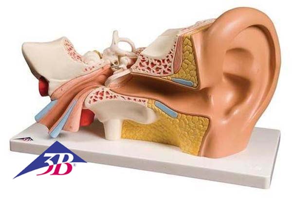 Ohr, 3-fache Gr��e, 4-teilig