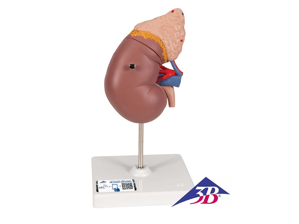 Niere mit Nebenniere, 2-teilig