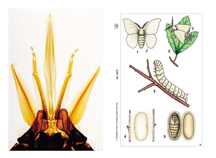 Präparate - Insekten, 5504855 • Biologie --> Mikroskopie --> Multimedia ...