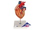 Herz mit Bypass, 2-fache Gr��e, 4-teilig