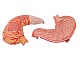 Magenmodell, 2-teilig