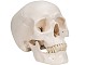 Menschliches Sch�del Modell Klassik, magnetisch 3-teilig