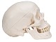 Menschliches Sch�del Modell Klassik, magnetisch 3-teilig