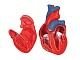 Herzmodell 