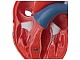 Herzmodell 