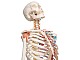 Skelett Modell Sam mit Muskeldarstellung