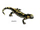 Gefleckter Feuersalamander - Tierplastik