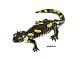 Gefleckter Feuersalamander - Tierplastik