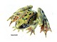 Grasfrosch - Tierpr�parat