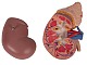Niere mit Nebenniere, 2-teilig