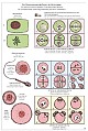 Pr�parate - Mitose und Meiose (Zellteilung)