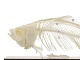 Tierskelett - Fischskelett