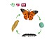Lebenszyklus-Figuren: Schmetterling